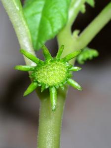 LUDSCN9974.jpg