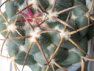 Coryphantha-elephantidens--2008-06-13.jpg