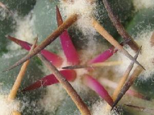 Coryphantha-elephantidens--2008-06-13--2.jpg