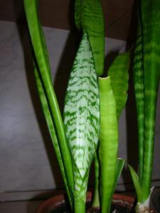LUdscn4450.jpg