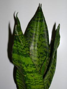 LUdscn4553.jpg
