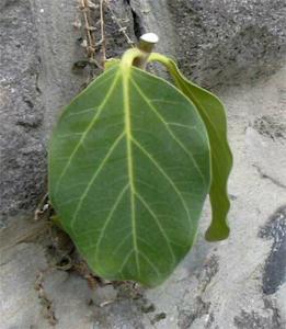 ficus_stena.jpg