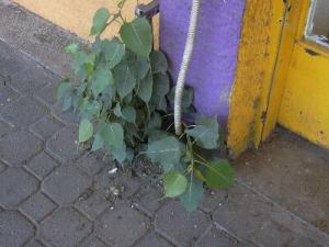 ficus_rel6667.jpg
