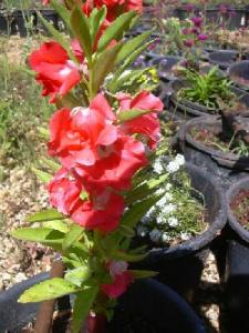 balsam7706.jpg