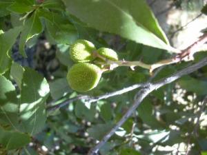 7847arbutus_unedo.jpg
