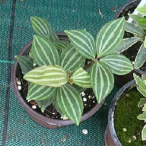 peperomia0001.jpg