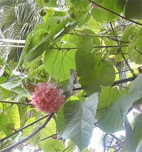 dombeya1013.jpg