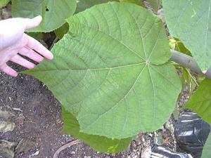 dombeya1017.jpg