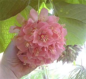 dombeya1014.jpg