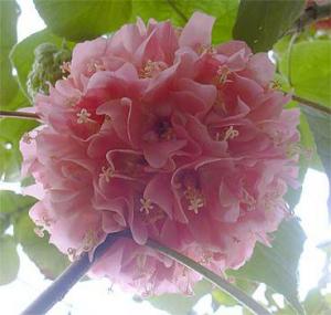 dombeya1016.jpg