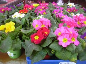 primula982.jpg