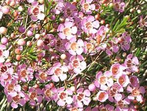 chamelaucium1409.jpg