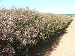 chamelaucium1404.jpg