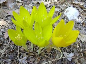 036Sternbergia_clusiana.jpg
