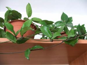 hoya2010.jpg