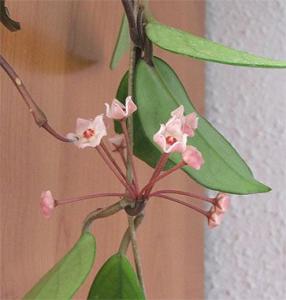 hoya2119.jpg