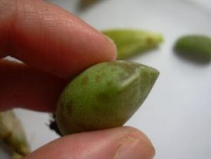 adromischus1076.jpg
