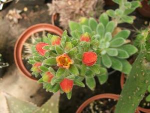 rrrmmm_succulent2078.jpg