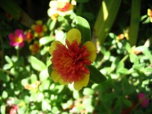 rrrmmm_portulaca2640.jpg