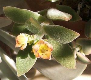 rrrmmm_succulent4156.jpg