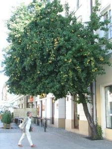 pivo087.jpg