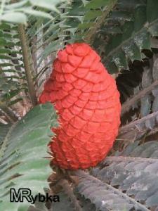 rrrEncephalartos208.jpg