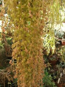 unkn_succulent085.jpg