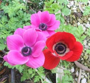 anemone8211.jpg