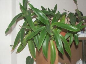 Callisia9106.jpg