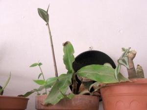 Commelinaceae9069_a.jpg