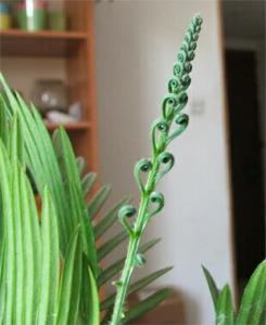 Cycas_revoluta10652a.jpg