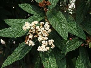 ___220rhytidophyllum.jpg