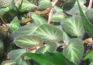 ___begonia340a.jpg