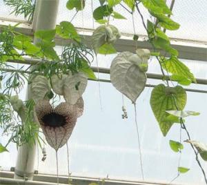 ___Aristolochia_grandiflora386.jpg