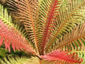 ___548blechnum_brasiliense.jpg