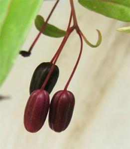 ___Fuchsia_regia587.jpg