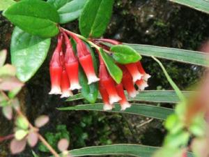 ___570macleania.jpg
