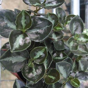 peperomia3.jpg