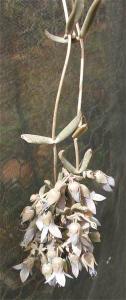 unknown_Kalanchoe1178.jpg