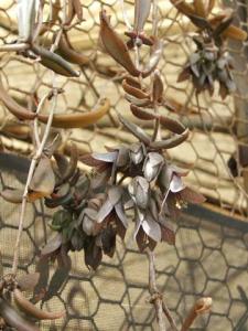 unknown_Kalanchoe1181.jpg