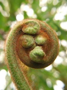 fern1339.jpg