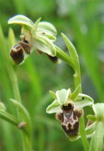 ophrys_.jpg