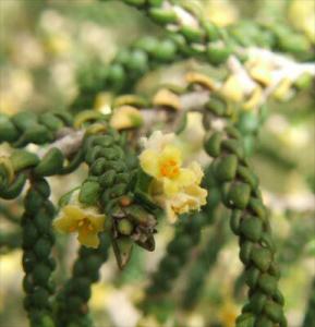 Thymelaea_hirsuta1106.jpg