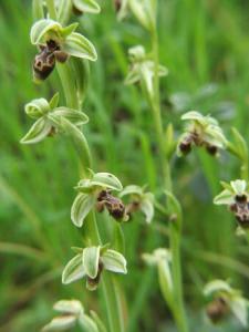 1132Ophrys_carmeli.jpg