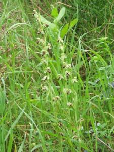 1133Ophrys_carmeli.jpg