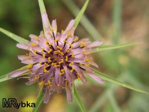 Tragopogon1451.jpg