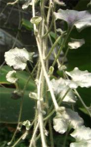 Dichondra7752.jpg