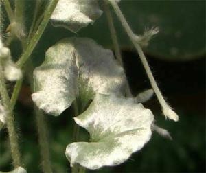 Dichondra7754.jpg