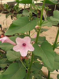 Ipomoea_carnea___7669.jpg