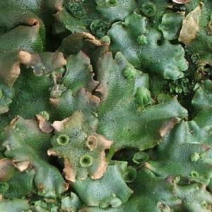 Unknown_7205marchantia.jpg